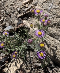 Erigeron breweri breweri