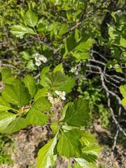 Crataegus macracantha