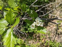Crataegus macracantha