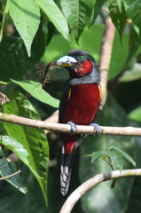 Cymbirhynchus macrorhynchos