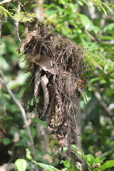 Cymbirhynchus macrorhynchos