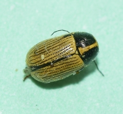 Cryptocephalus espanoli