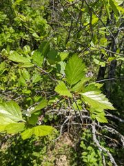 Crataegus macracantha