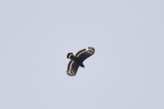 Spilornis cheela pallidus