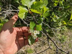 Crataegus macracantha