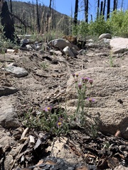 Erigeron breweri breweri