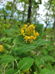 Lonicera dioica