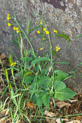 Brassica napus napus