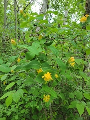 Lonicera dioica