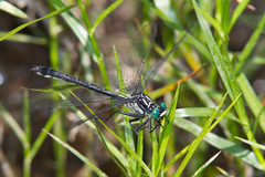 Stenogomphurus rogersi