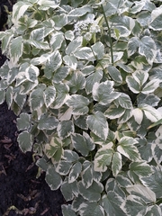 Aegopodium podagraria