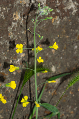 Brassica napus napus