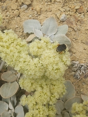 Eriogonum robustum