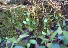 Utricularia jamesoniana