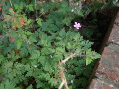 Geranium robertianum