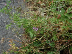 Erodium moschatum