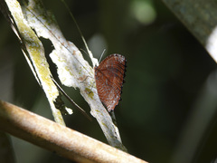 Elymnias hypermnestra beatrice