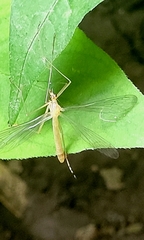 Hylobittacus apicalis