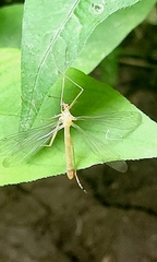 Hylobittacus apicalis