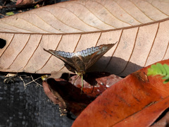 Euthalia monina monina