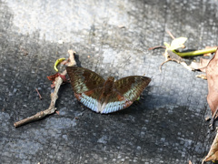 Euthalia monina monina