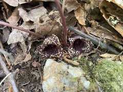 Hexastylis virginica