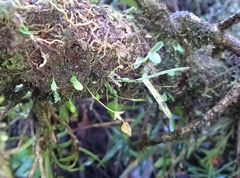 Utricularia jamesoniana