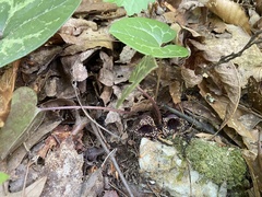 Hexastylis virginica