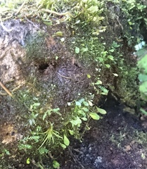 Utricularia jamesoniana