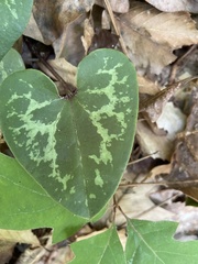 Hexastylis virginica