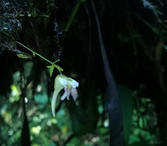 Utricularia jamesoniana
