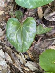Hexastylis virginica