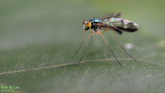 Condylostylus nebulosus