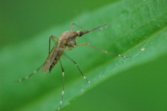 Aedes canadensis