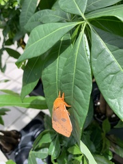 Automeris io