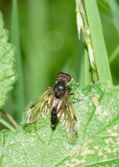 Chrysopilus cristatus