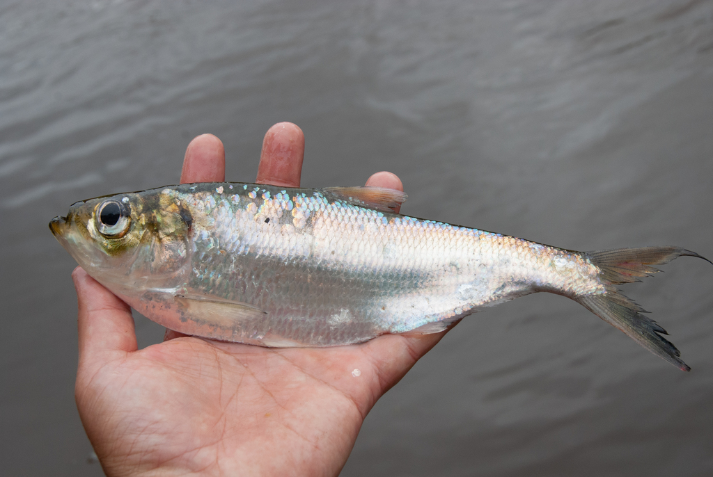 Yellowfin River Pellona