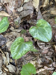 Hexastylis virginica