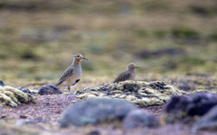 Oreopholus ruficollis
