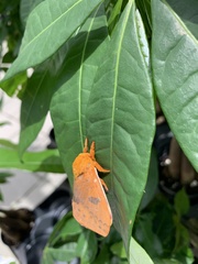 Automeris io