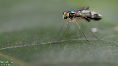 Condylostylus nebulosus