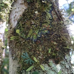 Utricularia jamesoniana
