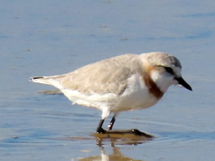 Charadrius pallidus pallidus