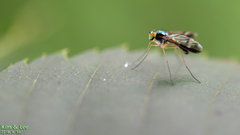 Condylostylus nebulosus