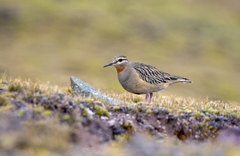 Oreopholus ruficollis