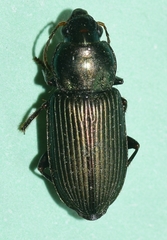 Anisodactylus virens