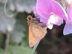 Ochlodes sylvanus