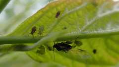 Periphyllus testudinaceus