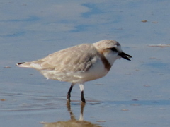 Charadrius pallidus pallidus