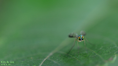 Condylostylus nebulosus